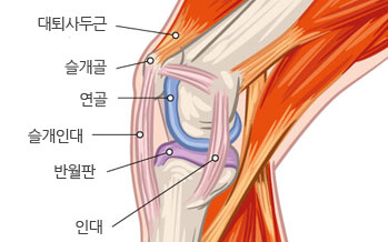 무릎근육