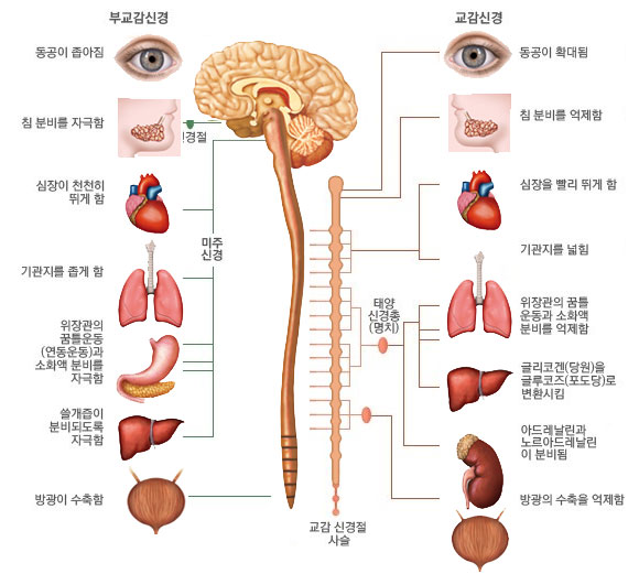 자율신경