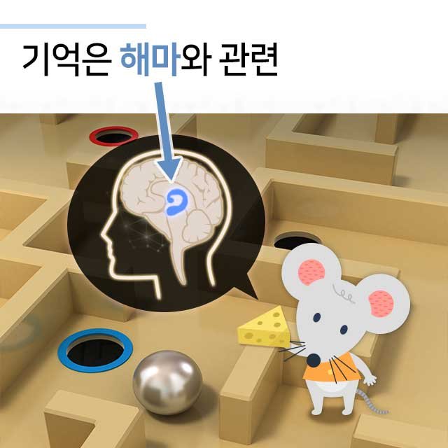 치매와 총명음 총명탕 4