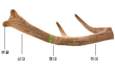 공진단 5