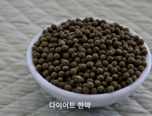 마황의 인체 영향과 한방 다이어트에서의 역할: 한의사의 관점